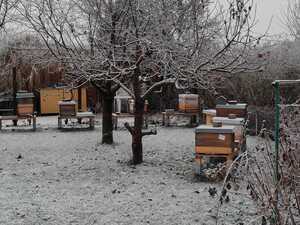 Die Natur ruht – was machen eigentlich die (Honig)Bienen?